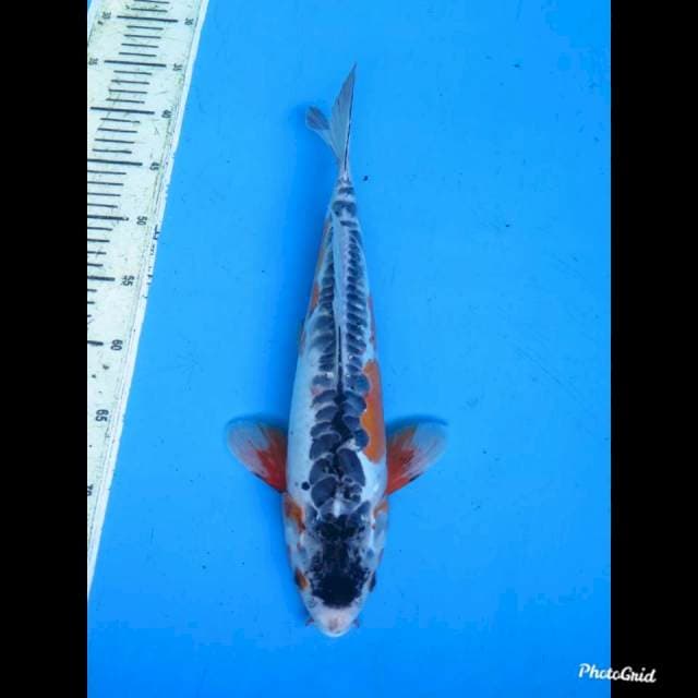 35cm , Shusui Antik