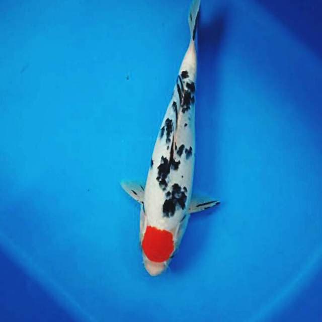 Tancho sanke ori male 23cm