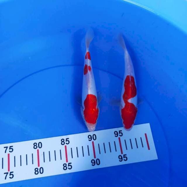 Kohaku Doit (20-20 cm)