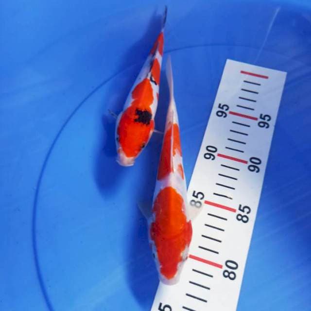 Kohaku-Sanke Doit (21-20 cm)