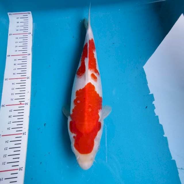 Kohaku 28cm ory