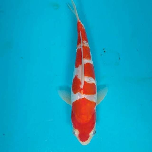 Kohaku sahara Cutting