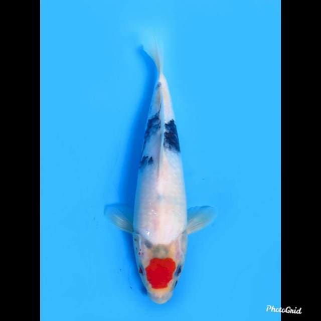 25cm Male , Tancho Showa 
