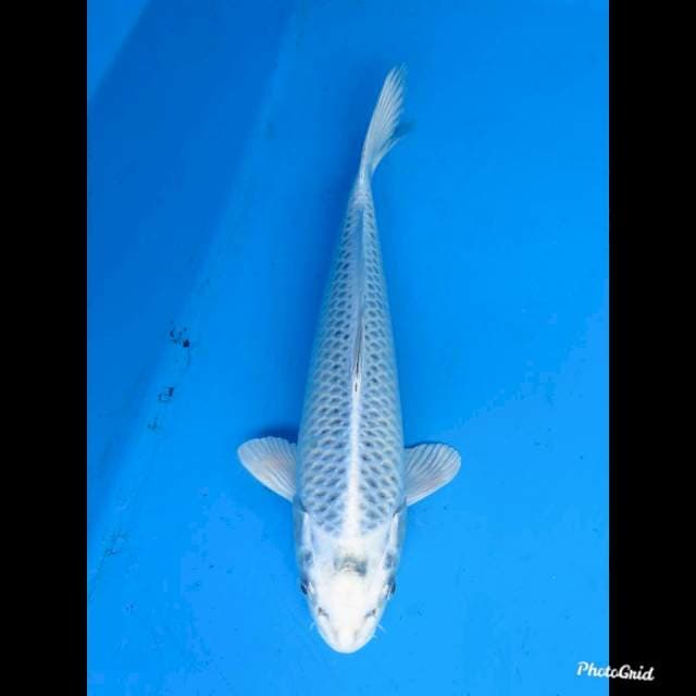 31cm Male , Gin Matsuba