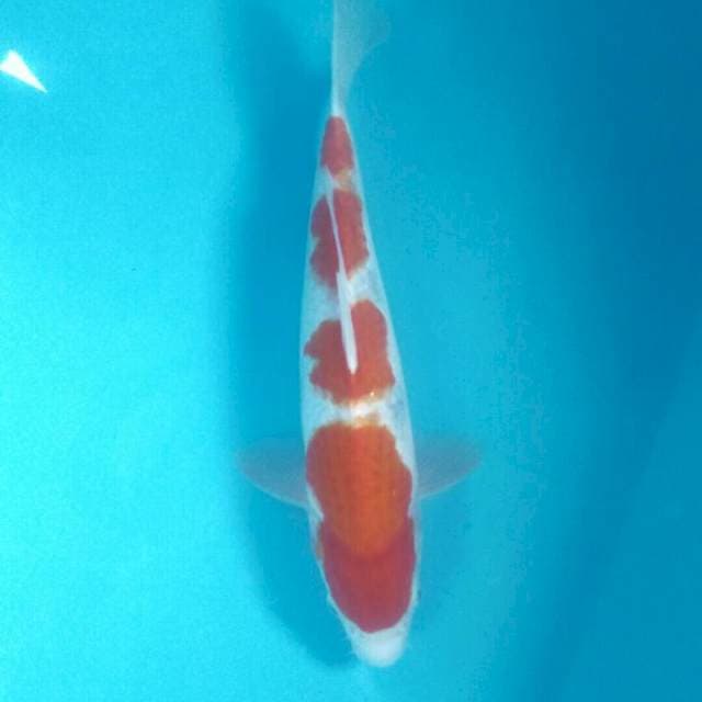Kohaku, 32 cm