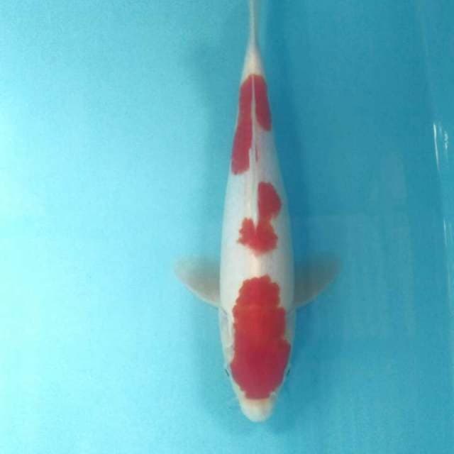 Kohaku, male 31 cm