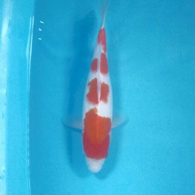 Kohaku, 31 cm