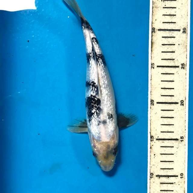 Shiro Ginrin, 25 cm