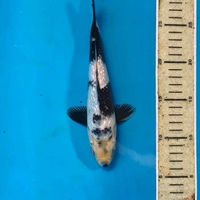 Shiro Ginrin, 23 cm
