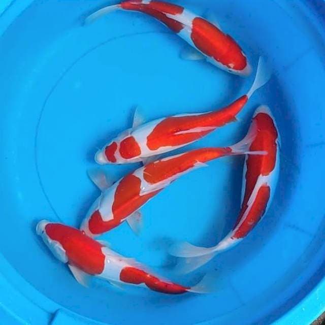 Paket HQ Doitsu Kohaku 28-30cm