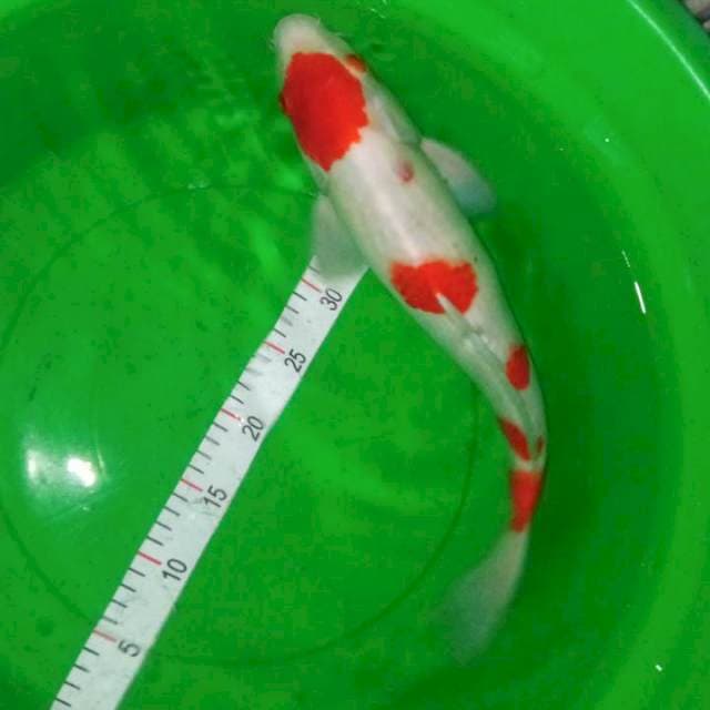 Maruten ko ha ku jantan super bongsor