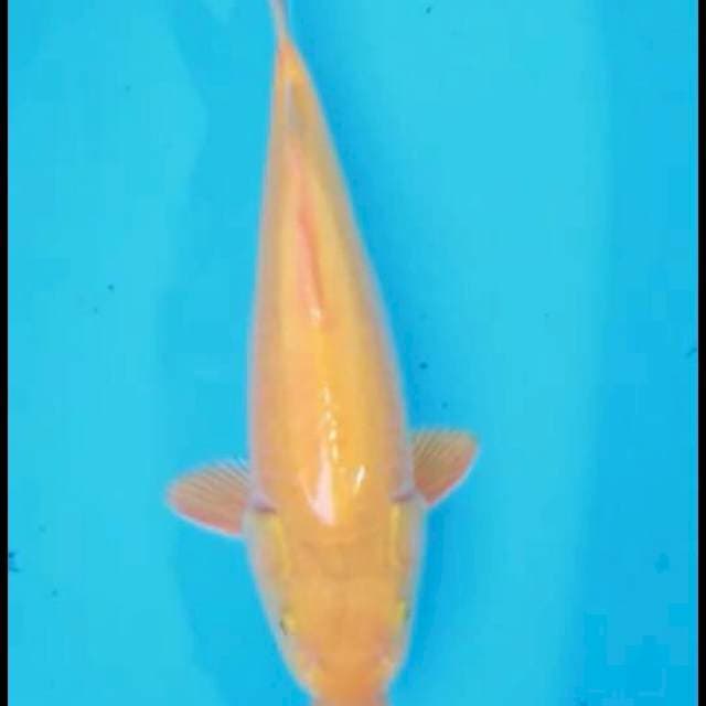 Karasi 33cm
