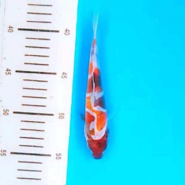 Showa doitsu 17cm  hq calon prospek