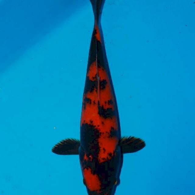 Hi utsuri red 25cm
