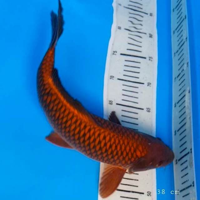Chagoi tembaga 38 cm