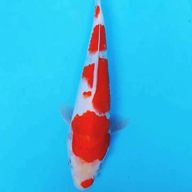 Kohaku 24cm