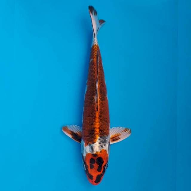 Okawa Beniginga