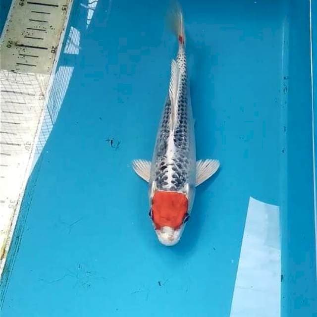 Tancho 22cm Male
