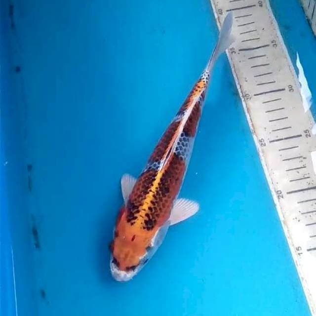 Inazuma 25cm Male