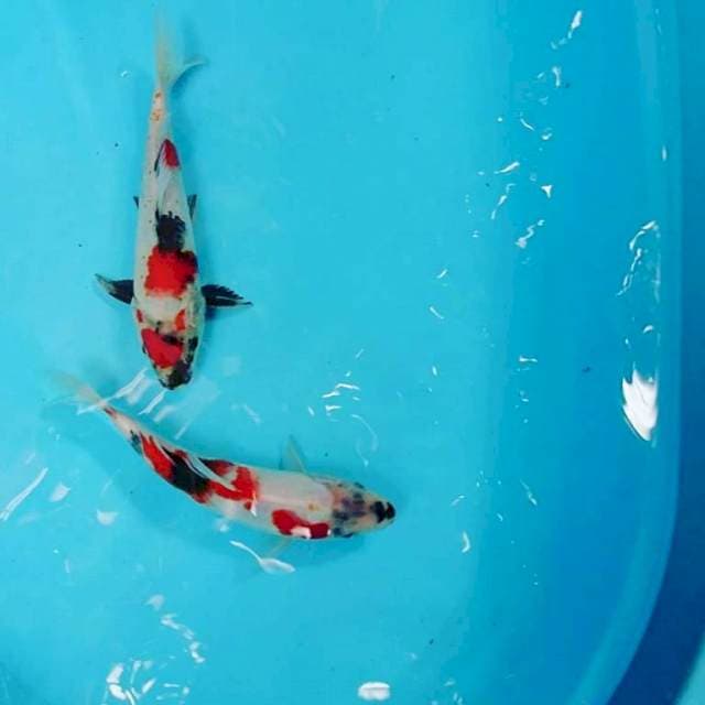 Duo Kindai 23&24cm. 