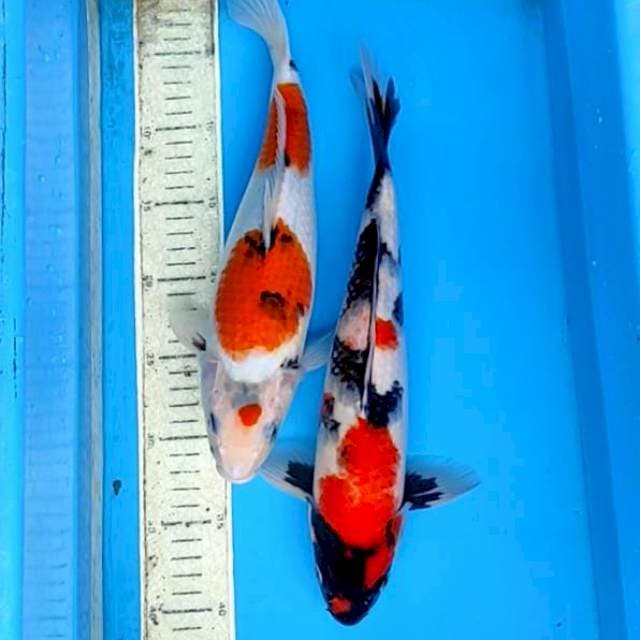 2ek Showa 35,35cm