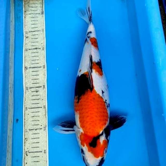 Showa 42cm