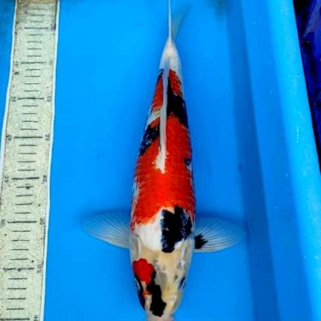 Showa 41 cm