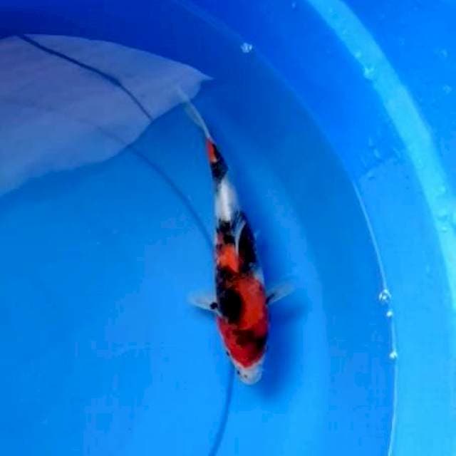 Showa merah pekat 