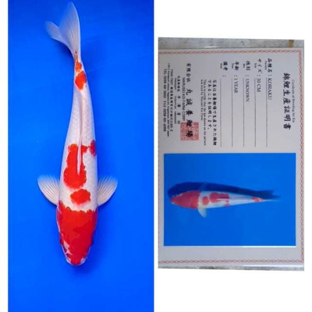 Kohaku Import Marusei 