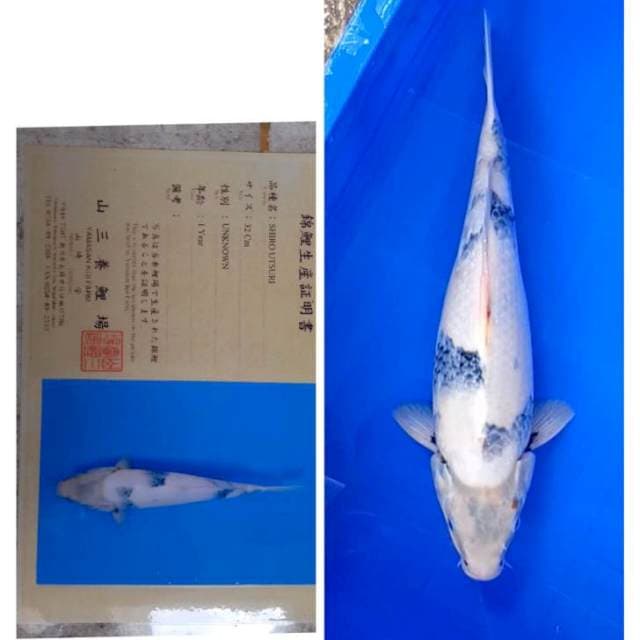 Shiro Import Yamasan