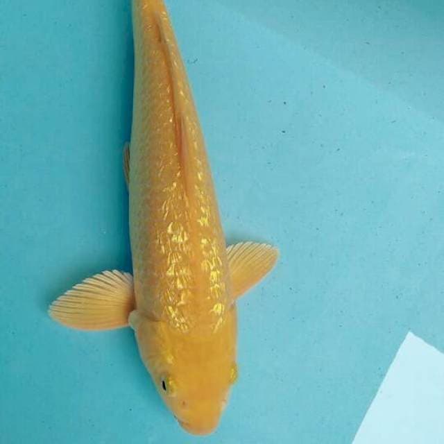 Karashi gindrin 32cm