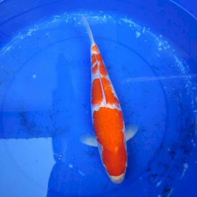 Yondan kohaku