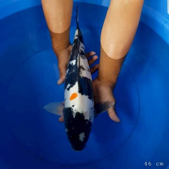 Doitsu mulus 46 cm 