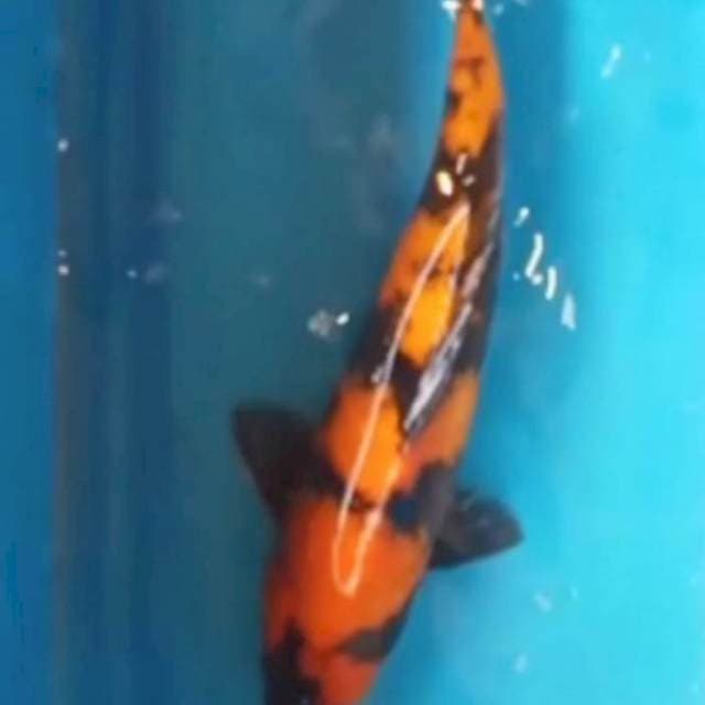 HI UTSURI