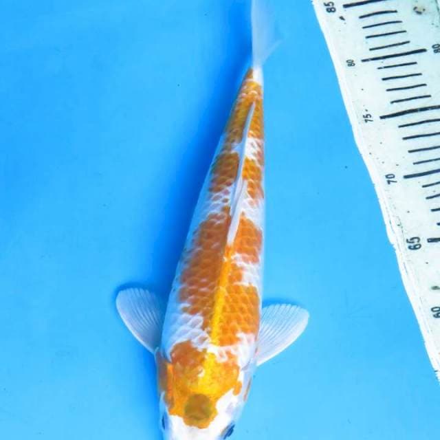 34cm , Hariwake Original