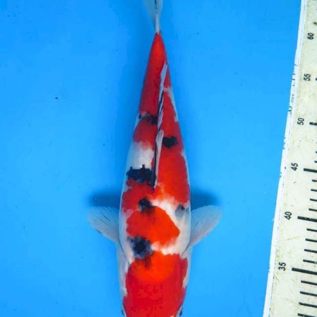 37cm , Sanke Merah Kental