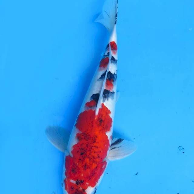 37cm , Goromo Sanke Koleksi