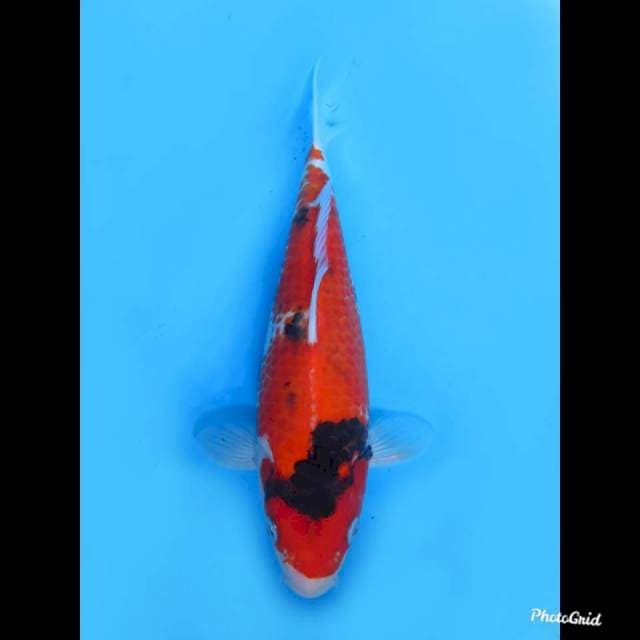 26cm Male , Showa Bulky