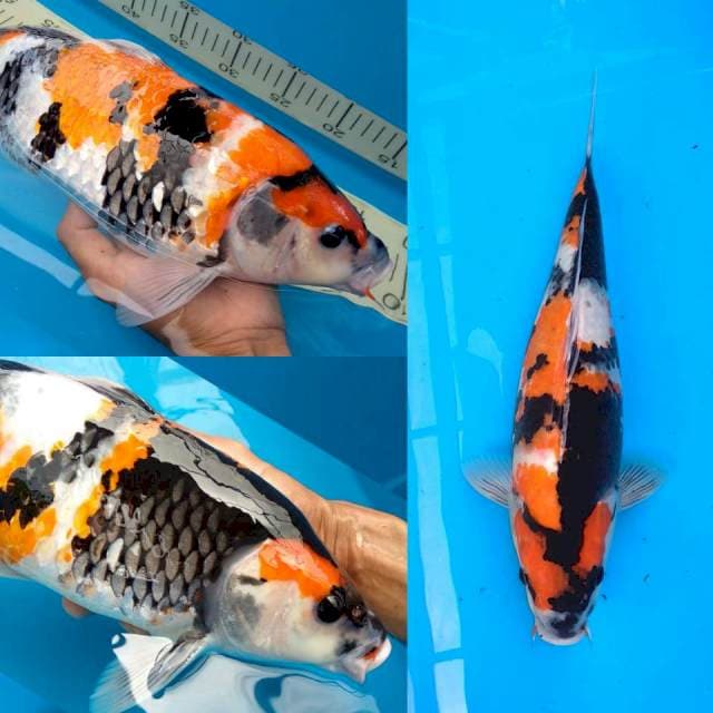 Maruyama bloodline