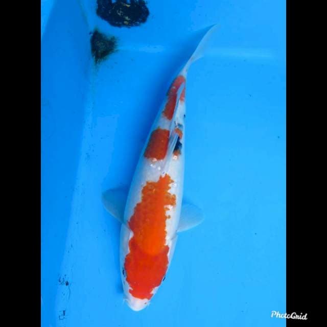 32cm Fml , Taisho Sanke