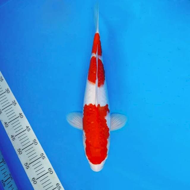 SABOTTEN 7 - KOHAKU ®