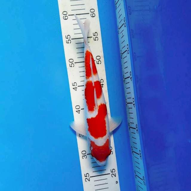 SABOTTEN 10 - KOHAKU ®