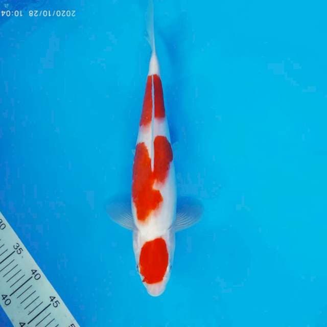 SABOTTEN 16 - KOHAKU ®