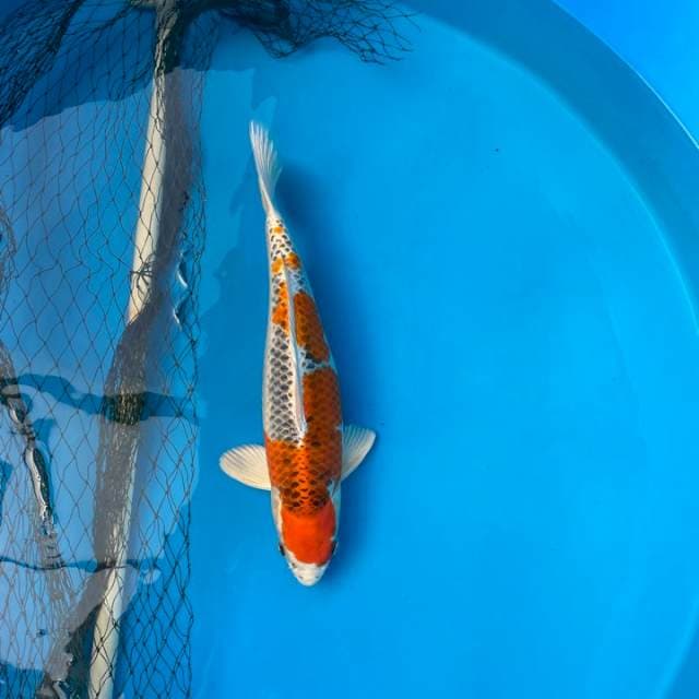 Female 45cm