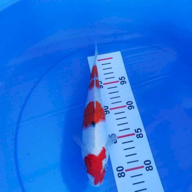 Sanke Original (24cm)