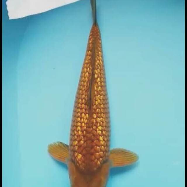 Chagoi gindrin 34cm