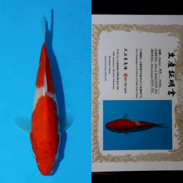 oishi kohaku 13cm serty
