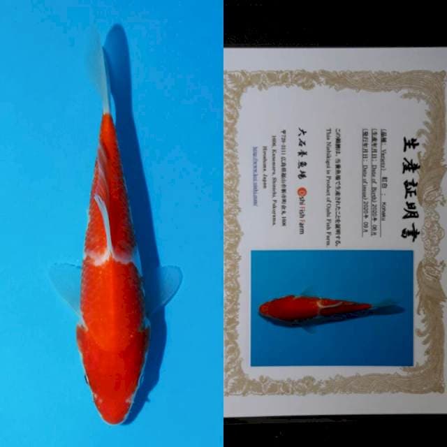 oishi kohaku 15cm serty
