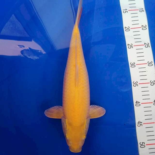 Karashi 37cm