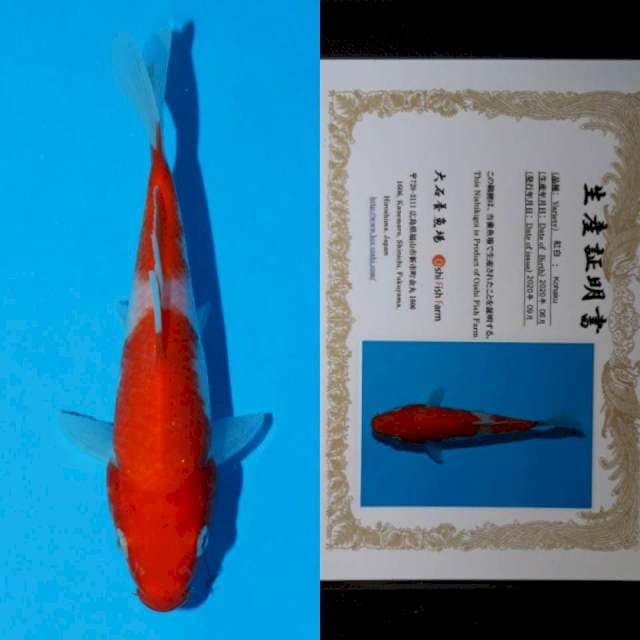 oishi kohaku 12cm serty